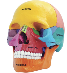 kids science - anatomy